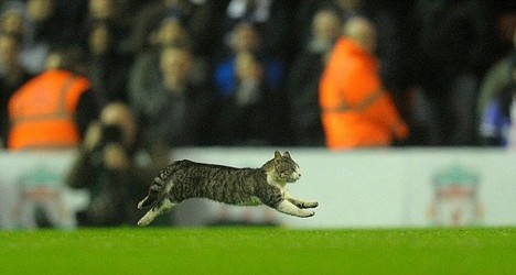 Cat Invades Football Match