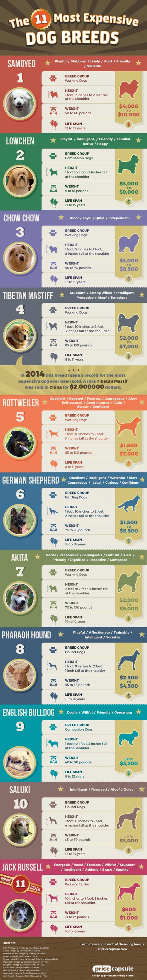 11 Most Expensive Dog Breeds