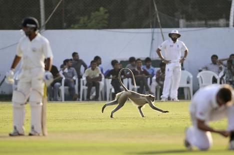 Monkey Invades Cricket Match