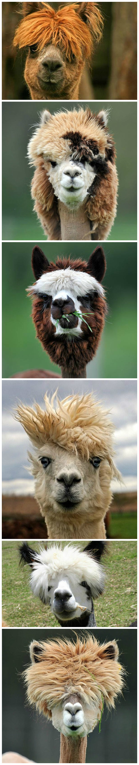 Alpaca Haircuts
