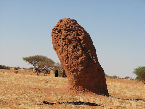 Termite Mounds