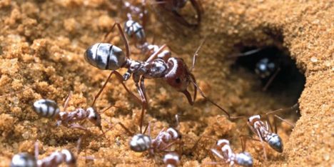 Silver Saharan Ants