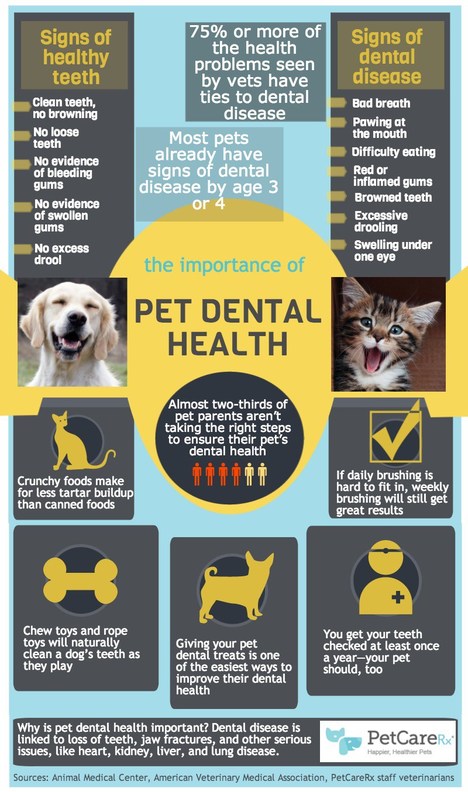 The Importance of Pet Dental Health