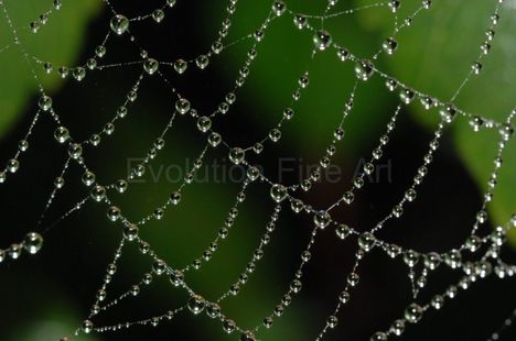 Water droplets on a spiders web