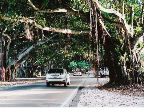 Florida trees