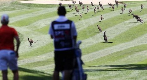 Kangaroos Invade Golf Course