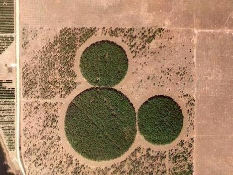 Mickey Mouse Shaped Forest