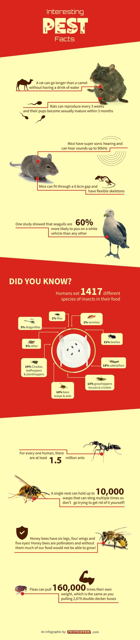 Interesting Pest Facts