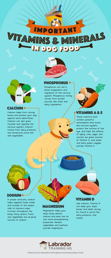 Important Vitamins and Minerals in Dog food